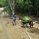 LIFO Missions: Banana cargo PVC pipe hoof impact test.